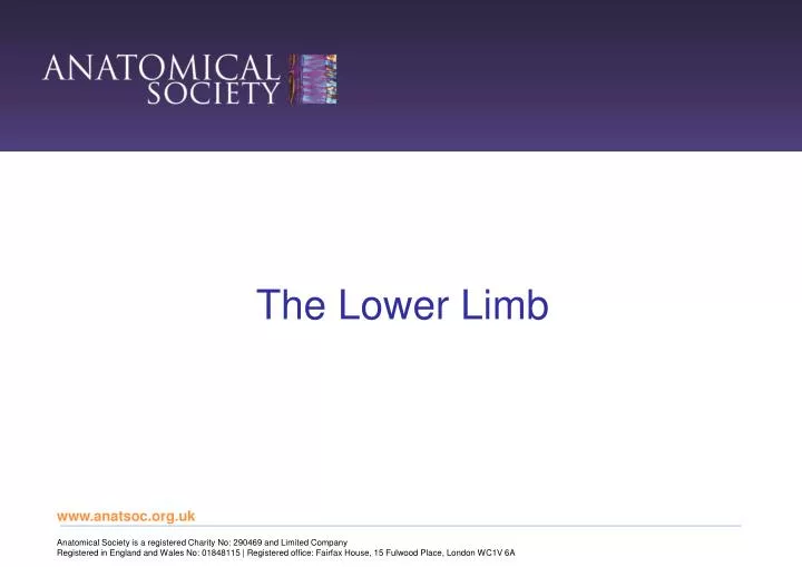 the lower limb