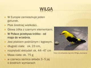 wilga