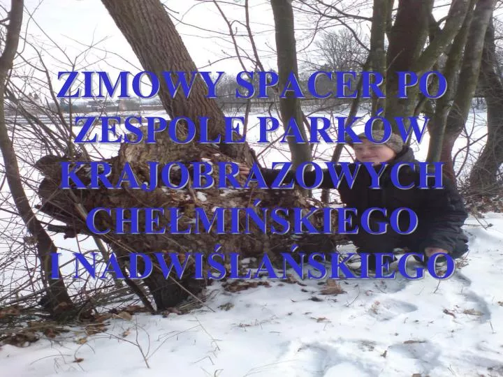 zimowy spacer po zespole park w krajobrazowych che mi skiego i nadwi la skiego