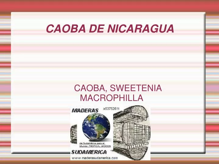 caoba sweetenia macrophilla