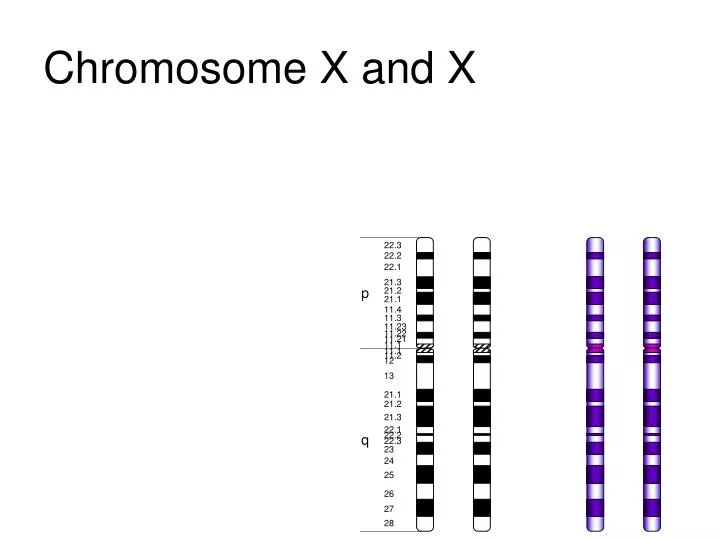 chromosome x and x