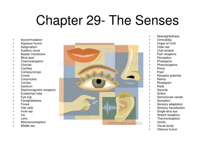 chapter 29 the senses