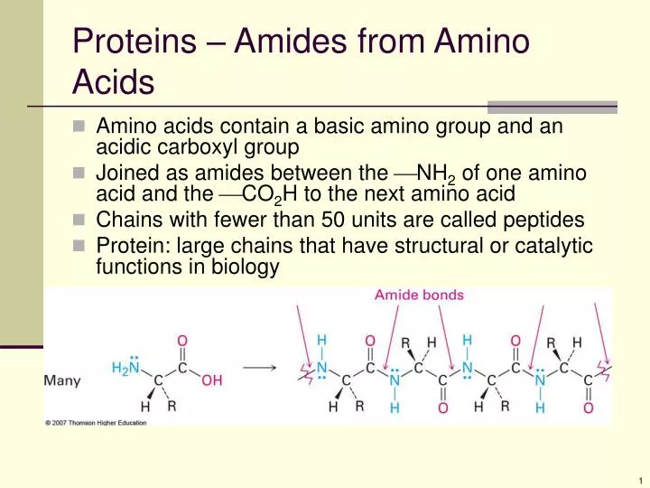 proteins amides from amino acids