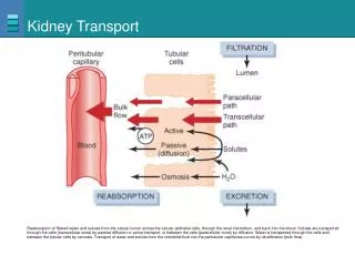 Kidney Transport