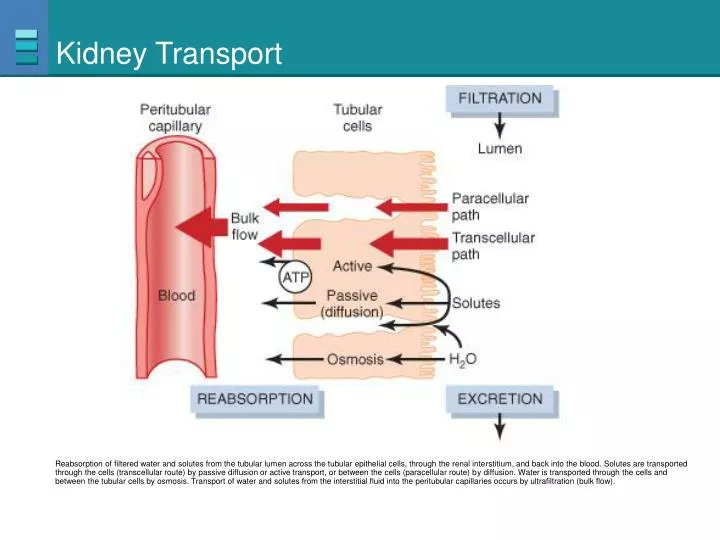 kidney transport