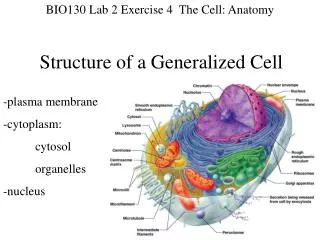 Structure of a Generalized Cell