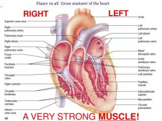 Figure 19.4E Gross anatomy of the heart