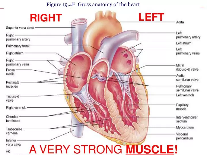 figure 19 4e gross anatomy of the heart