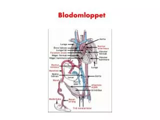 blodomloppet