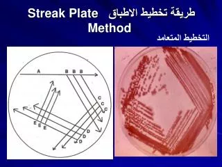 ????? ????? ??????? Streak Plate Method