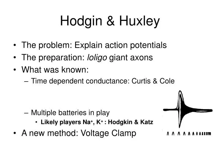 hodgin huxley