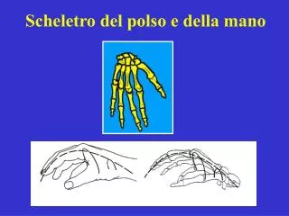scheletro del polso e della mano