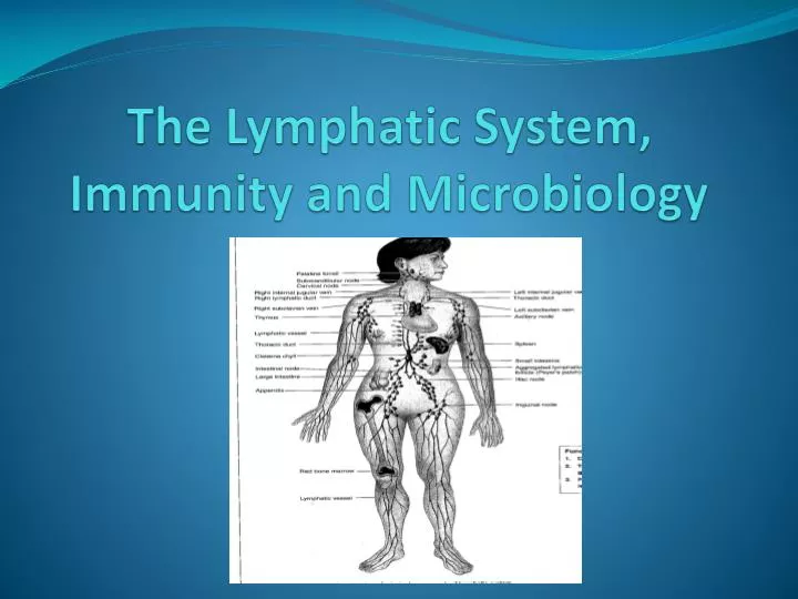 the lymphatic system immunity and microbiology