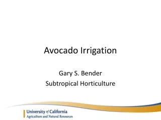 Avocado Irrigation