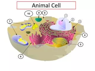 Animal Cell