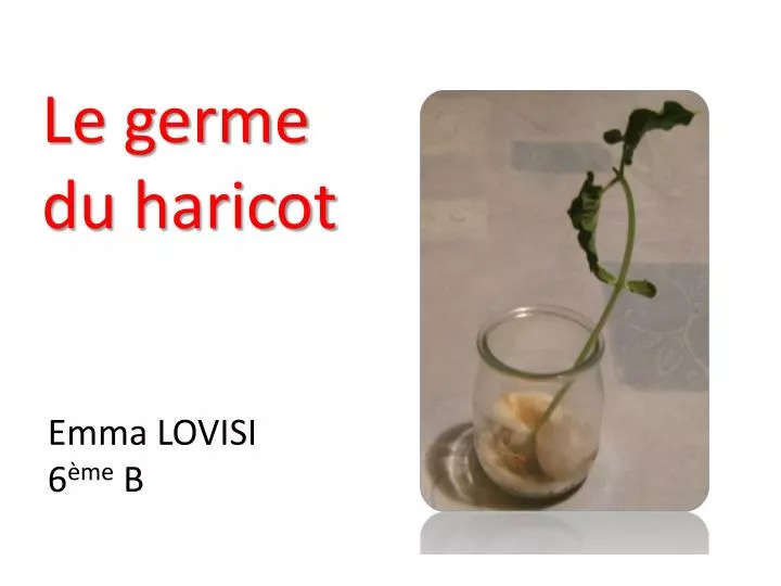 le germe du haricot