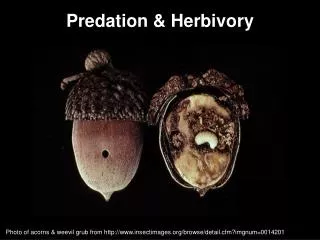 Predation &amp; Herbivory