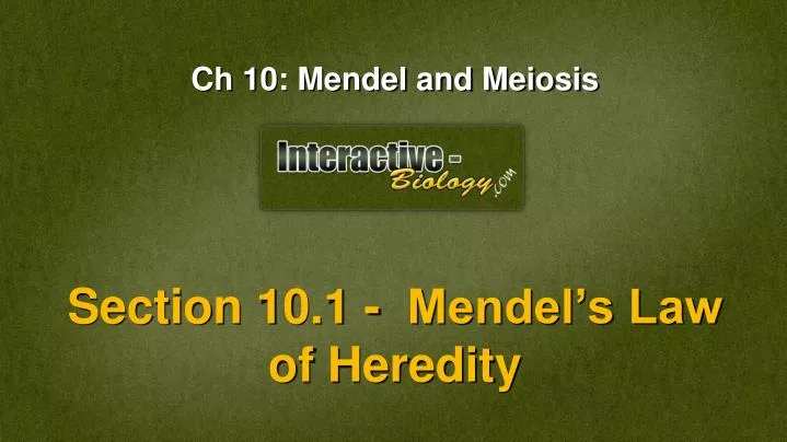 ch 10 mendel and meiosis