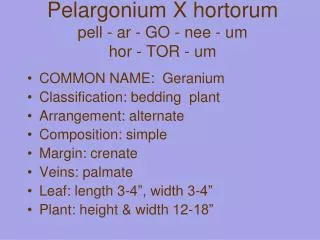 Pelargonium X hortorum pell - ar - GO - nee - um hor - TOR - um