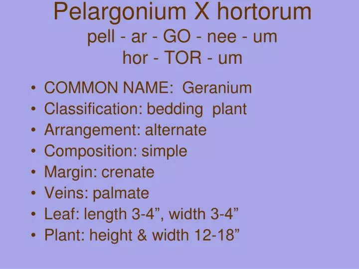 pelargonium x hortorum pell ar go nee um hor tor um
