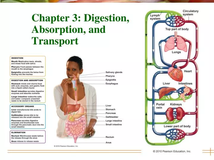 chapter 3 digestion absorption and transport