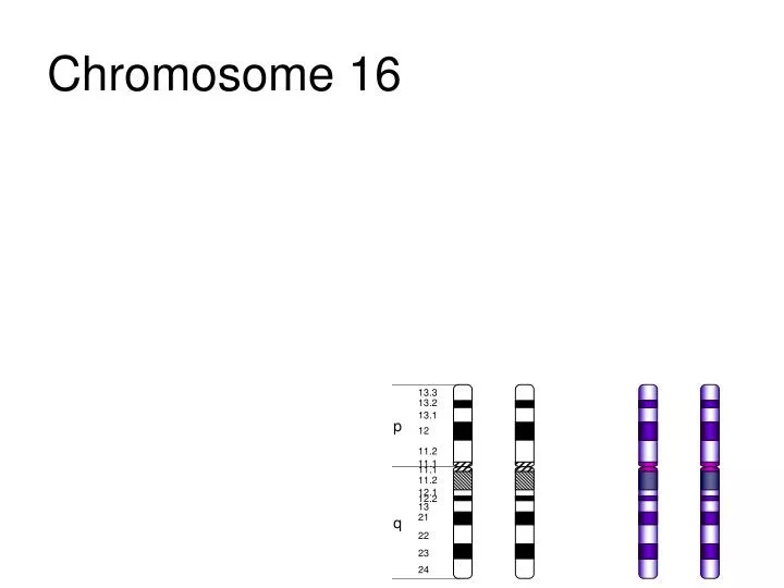 chromosome 16