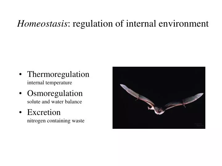homeostasis regulation of internal environment