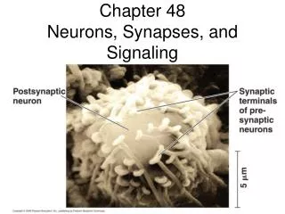 Chapter 48 Neurons, Synapses, and Signaling