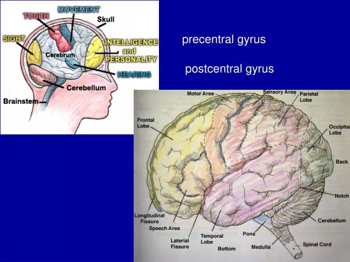 precentral gyrus postcentral gyrus