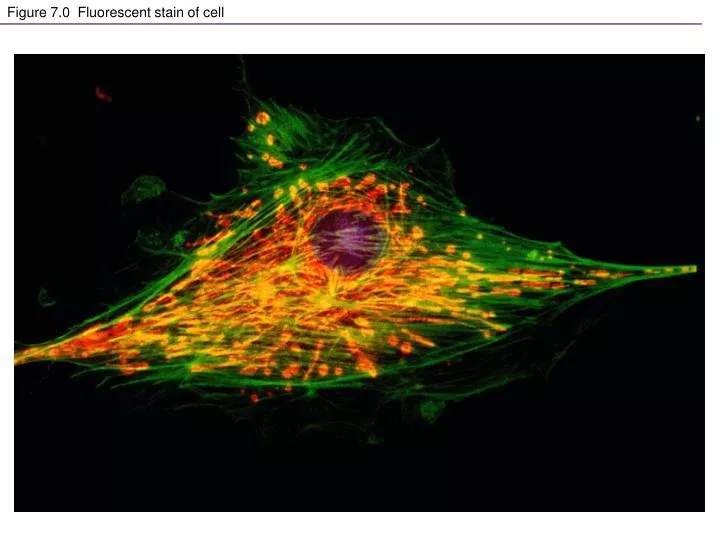 figure 7 0 fluorescent stain of cell