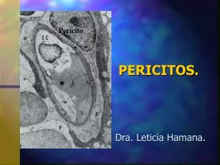 pericitos