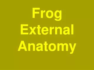 Frog External Anatomy