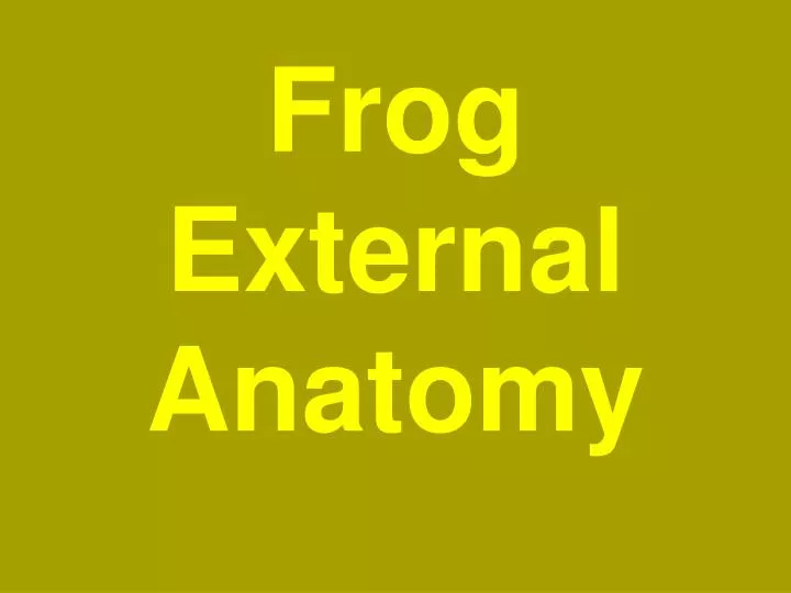 frog external anatomy