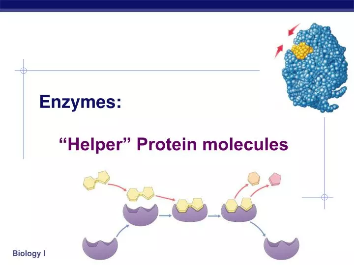 enzymes helper protein molecules