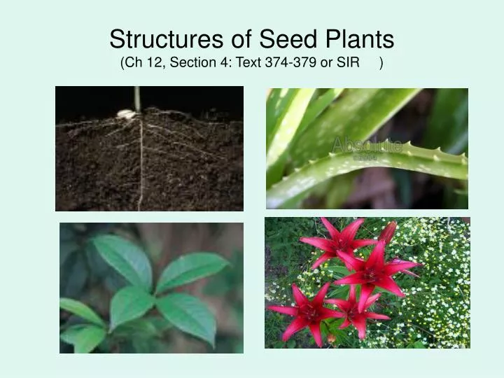 structures of seed plants ch 12 section 4 text 374 379 or sir