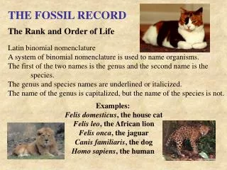 THE FOSSIL RECORD