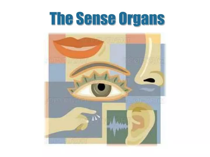 the sense organs