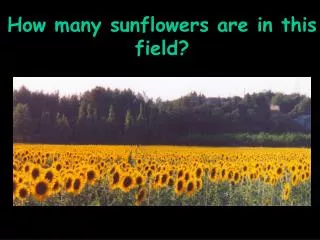 How many sunflowers are in this field?