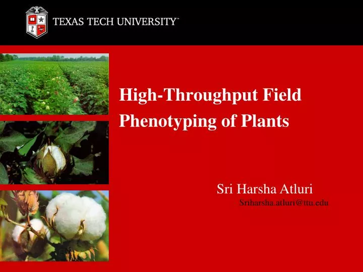 high throughput field phenotyping of plants