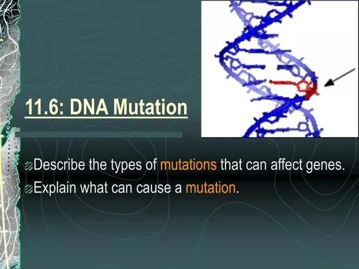 11 6 dna mutation