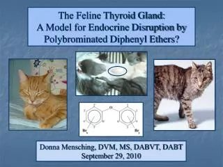 The Feline Thyroid Gland: A Model for Endocrine Disruption by Polybrominated Diphenyl Ethers?
