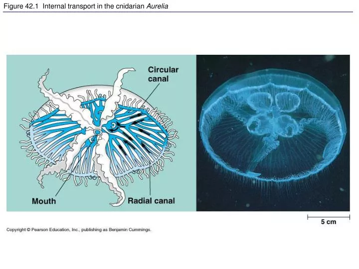 figure 42 1 internal transport in the cnidarian aurelia