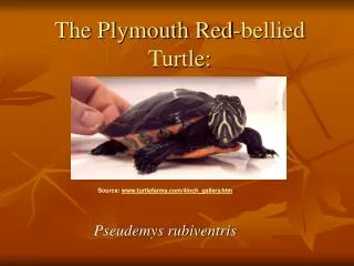 The Plymouth Red-bellied Turtle: