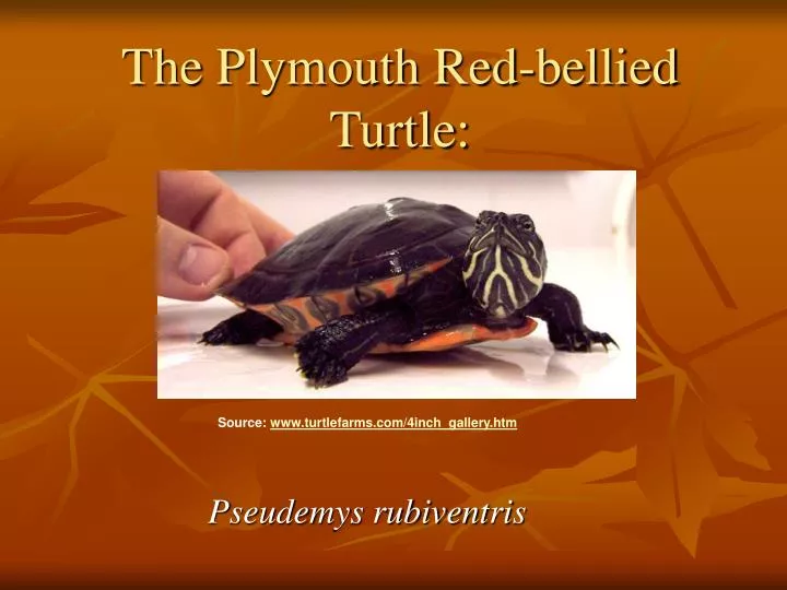 the plymouth red bellied turtle