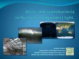 Algae and cyanobacteria in fluctuating (dynamic) light.