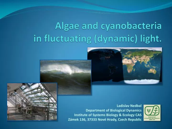 algae and cyanobacteria in fluctuating dynamic light