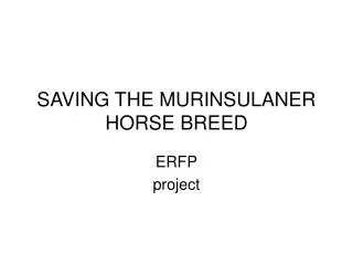 SAVING THE MURINSULANER HORSE BREED
