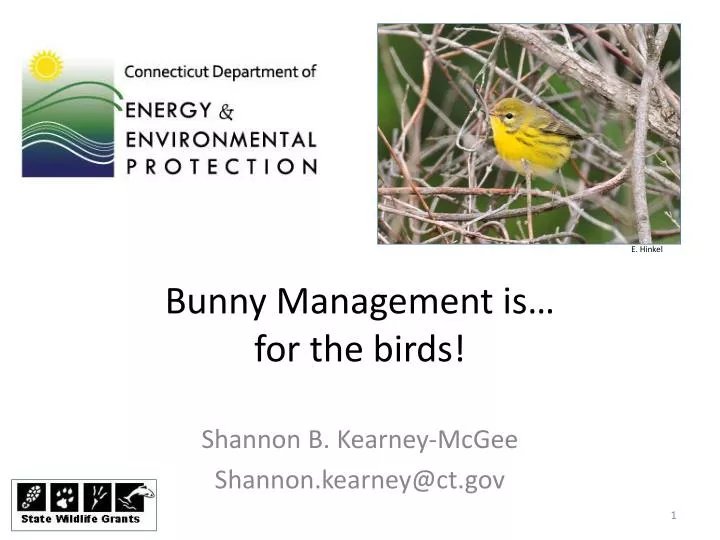 bunny management is for the birds