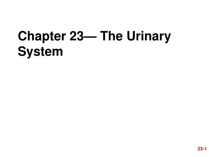 chapter 23 the urinary system