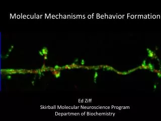 Molecular Mechanisms of Behavior Formation